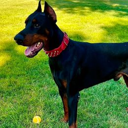 Mars - Doberman Pinscher