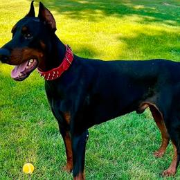 Mars - Doberman Pinscher