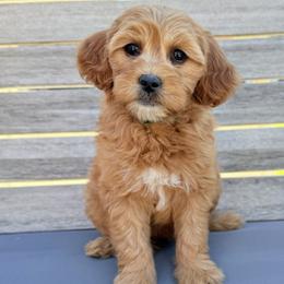 Nova (green colar) - Apricot female Goldendoodle puppy in Twin Falls, Idaho from Magic Valley Family Doodles