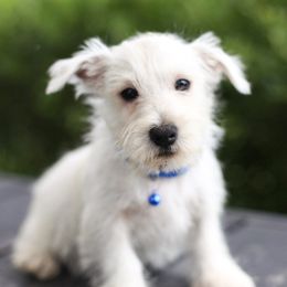 Weston - White male West Highland White Terrier puppy in Mount Joy, Pennsylvania from K&M Kennel