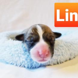 Pembroke Welsh Corgi Puppies from Whimsical Treasure Corgis