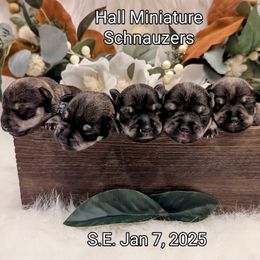 Miniature Schnauzer puppies from Hall Miniature Schnauzers