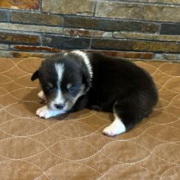 Girl 3 - Black and tan female American Corgi puppy in Visalia, California from VIP Stables