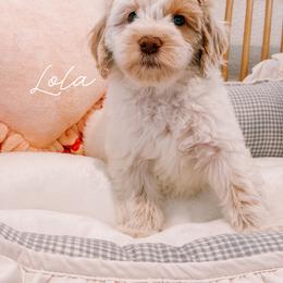 Lola - Caramel cream female Australian Labradoodle puppy in Valley Springs, California from Blue Denim Doodles