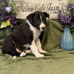 Apollo - Black and white male Border Collie puppy in Moody, Texas from Narrow Gate Farm
