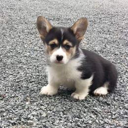 Pembroke Welsh Corgi Puppies from Ranch Hand Corgis