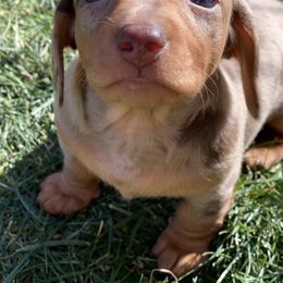 Dachshunds from LC Dachshund House