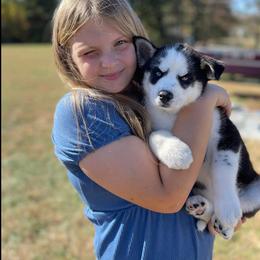 Siberian Husky Puppies from Siberian Huskies-Beckham the Great