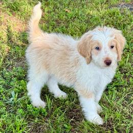 Ledger - Apricot male Aussiedoodle puppy in Charleston, Arkansas from Lazy S Aussies