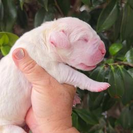 Freya - White female Dogo Argentino puppy in San Diego, California from Debonair Dogos