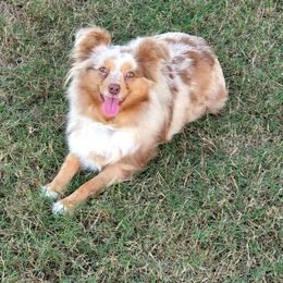 Miniature Australian Shepherds from Star B Cattle and Aussies