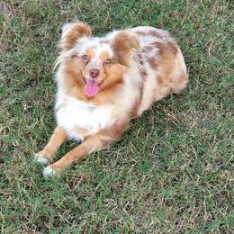 Miniature Australian Shepherds from Star B Cattle and Aussies