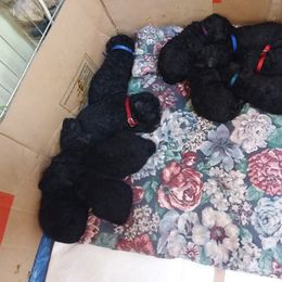 Poodle Puppies from Kindews "Lela" of Shiloh Gardens