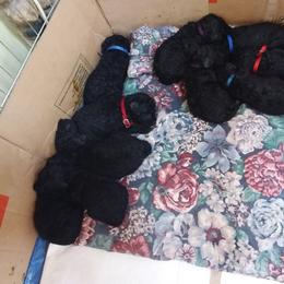 Poodle Puppies from Kindews "Lela" of Shiloh Gardens
