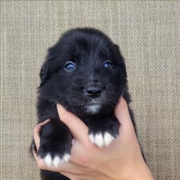 Bluey Australian Retriever - Black & white male Australian Shepherd puppy in Limestone, Tennessee from Pilot Hill Teddy Bear Puppies