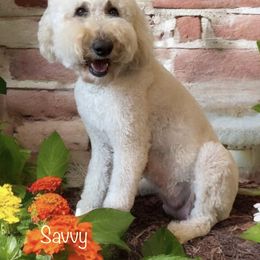 Smilin’ Savvy - Goldendoodle