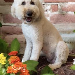 Smilin’ Savvy - Goldendoodle
