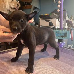 Citlali - Black and white female Xoloitzcuintli puppy in Florissant, Colorado from Witching Hour Kennel