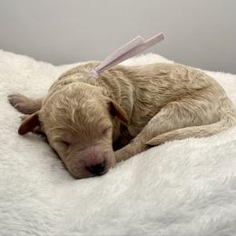 Jan Brady - Apricot female Goldendoodle puppy in O'fallon, Missouri from Rockin R Doodles