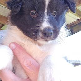 Honey - Black and white female Shetland Sheepdog puppy in Luray, Missouri from Krayola Shelties