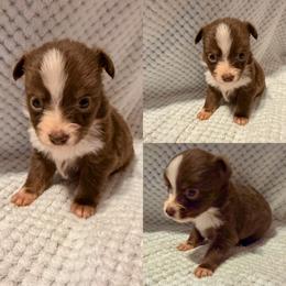 Red tri female - Red tri female Toy Australian Shepherd puppy in Brooker, Florida from Honey, I Shrunk the Aussies