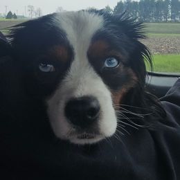 Aussiedoodles, Companion Crosses, Pomskies, and Pugs from Perfect Pugs