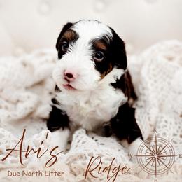 Ridge - Tri-color male Bernedoodle puppy in Athens, Alabama from Brewing Doodles