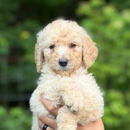 Maroon - Apricot female Goldendoodle puppy in Ranger, Georgia from Muscadine Meadows Poodles and Doodles