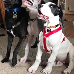 Great Dane Puppies from HCC Great Danes