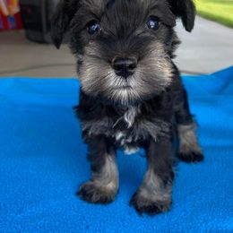 Miniature Schnauzers from Country Cottage Schnauzers