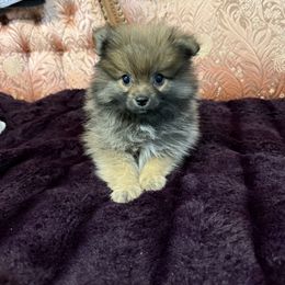 Rambo - Beaver sable male Pomeranian puppy in California from Savvypomeranians