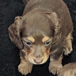 Girl 2 - Dachshund puppy in Homosassa, Florida from Foxies Doxies