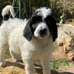 Poodles from Alpine Acres Poodles