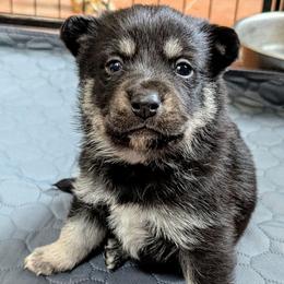 Gray Boy - Onni - Black and tan male Lapponian Herder puppy in Prattsburgh, New York from Maalattu Koirankoppi Lapponian Herders