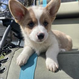 Pembroke Welsh Corgi Puppies from Gotta Chase Em All Corgis