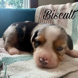 Biscult - Blue merle male Miniature Australian Shepherd puppy in Sandy Hook, Kentucky from RidgeTop Aussies