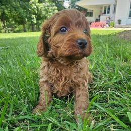 Banks - Red male Cavapoo puppy in Chattanooga, Tennessee from Scenic City Doodles