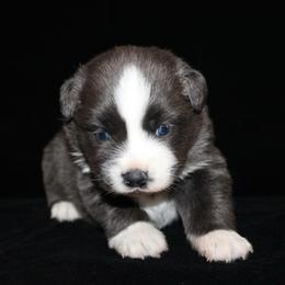 Cuddles - Dilute blue female Australian Shepherd puppy in Ingram, Texas from Rocky Mountain Aussies