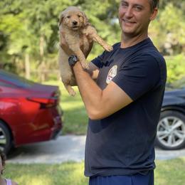 Golden Retriever Puppies from All shades Golden