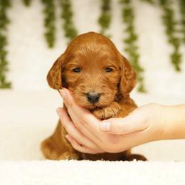 Honey - Red  female Goldendoodle puppy in Spokane, Washington from Puppy Love