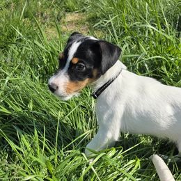 Companion Cross, Russell Terrier, and Yorkshire Terrier Puppies from Working W Kennels