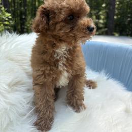Pekingese, Poodle, and Shih Tzu Puppies from Happy puppies