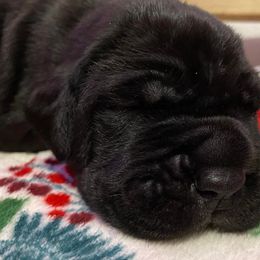 Cane Corso Puppies from Altiere Cane Corso