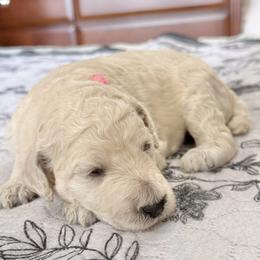 Pink Collar Female - White female Poodle puppy in Screven, Georgia from Dreamland Standard Poodles