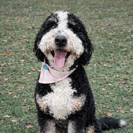 Benny Jack - Bernedoodle