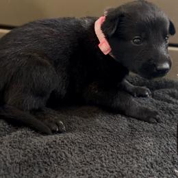 Pink Collar female - Brindle female xDutch Shepherd puppy in Palmyra, Maine from Maine Working Dogs