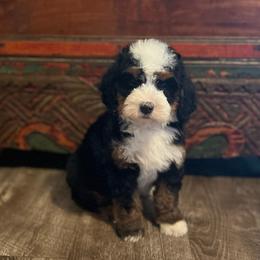 Nova - Tri-color female Bernedoodle puppy in Los Angeles, California from Bernied00dle Love