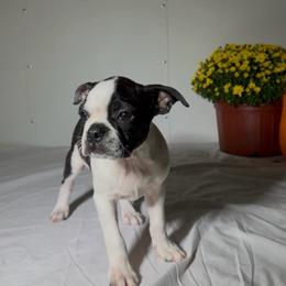 Frankie - Black brindle and white male Boston Terrier puppy in London, Kentucky from Puppy Love