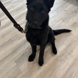 German Shepherd All Grown Up from Haus des Schutzes