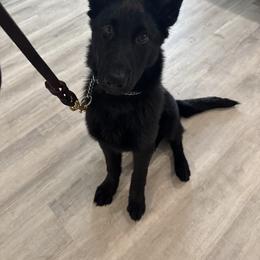 German Shepherd All Grown Up from Haus des Schutzes
